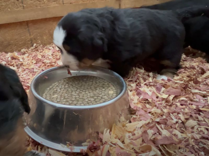 Štenci bernskog pastirskog psa jedu granule potopljene u vodi