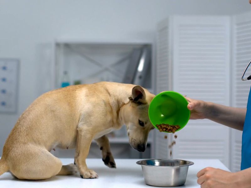 Pas radi test na toleranciju hrane kod veterinara