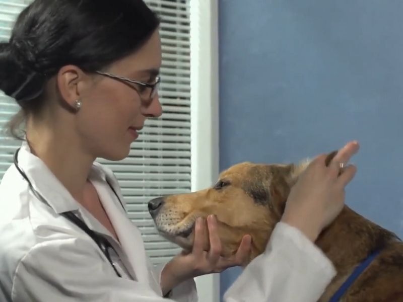 Pas na pregledu kod veterinake