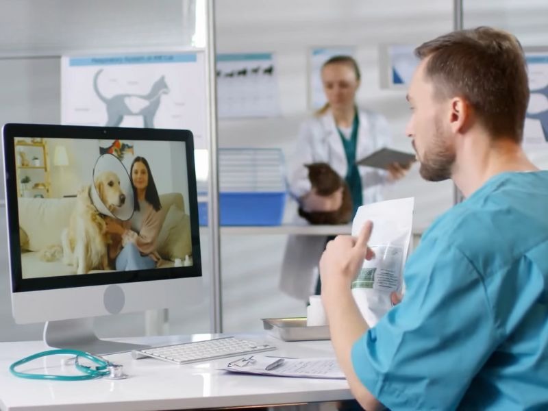 Veterinar razgovara preko online poziva sa ženom čiji pas nosi kragnu