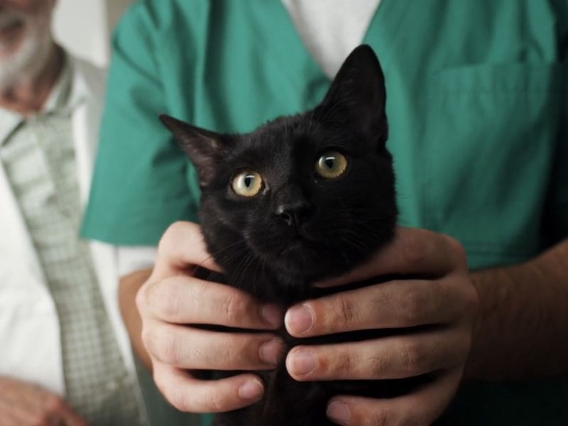 Mačka na pregledu kod veterinara