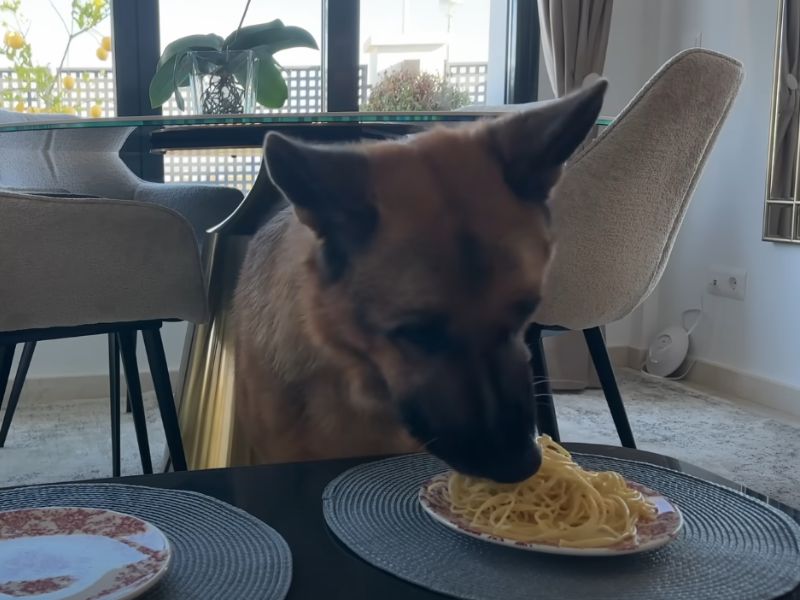Pas sedi u dnevnom boravku i jede pšenične makarone