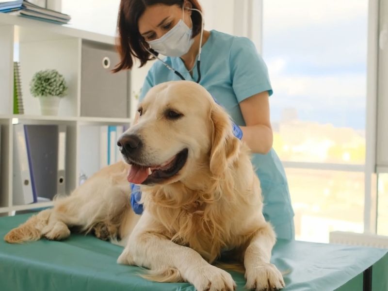 Pas na pregledu kod ženskog veterinara