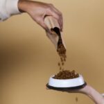 Par sipa hranu za pse u pseću činiju, mupkarac prosipa granule u činiju dok devojka drži činiju u ruci