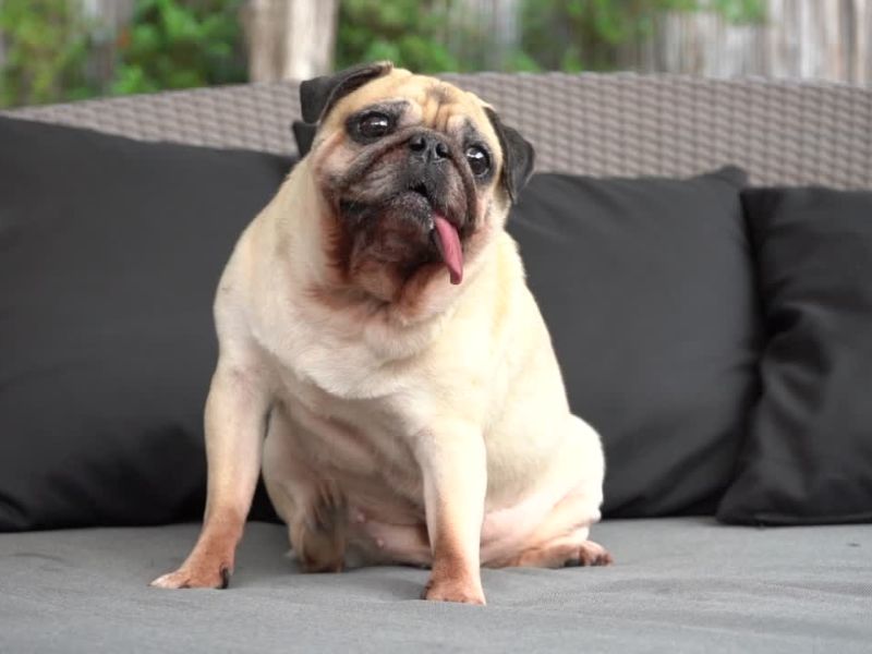 Mops isplaženog jezika sedi na krevetu