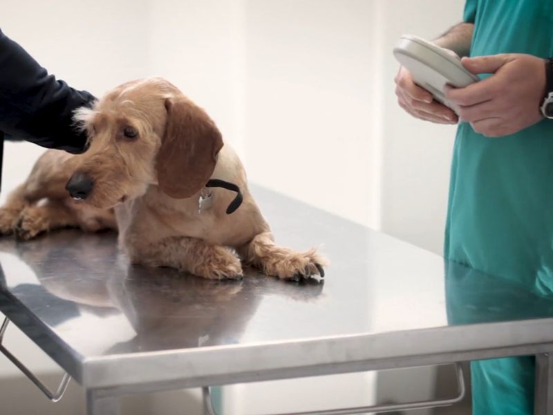 Pas kod veterinara leži na veterinarskom stolu, veterinar i čovek su pored