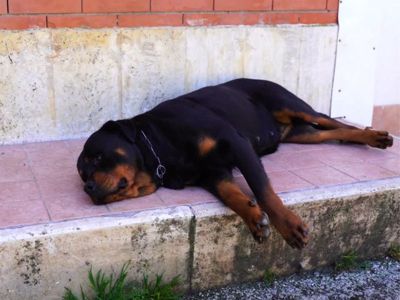 Bolestan pas leži na betonu
